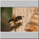 Osmia bicornis - Rote Mauerbiene w01a beim Nestanflug.jpg